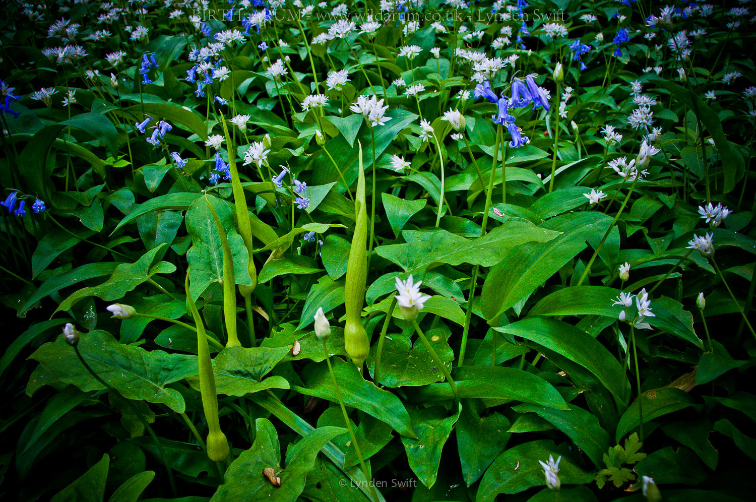 BIRTH Lynden Swift Wild Arum-9